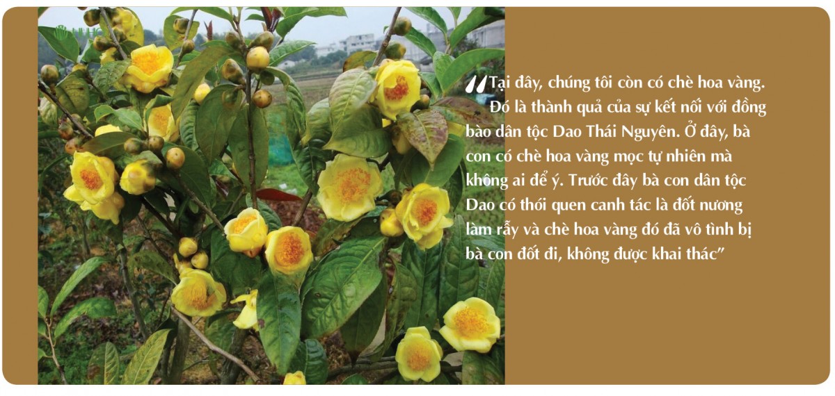 Longform | Chè Thịnh An: Thương hiệu được ‘chưng cất’ từ khát vọng vùng cao