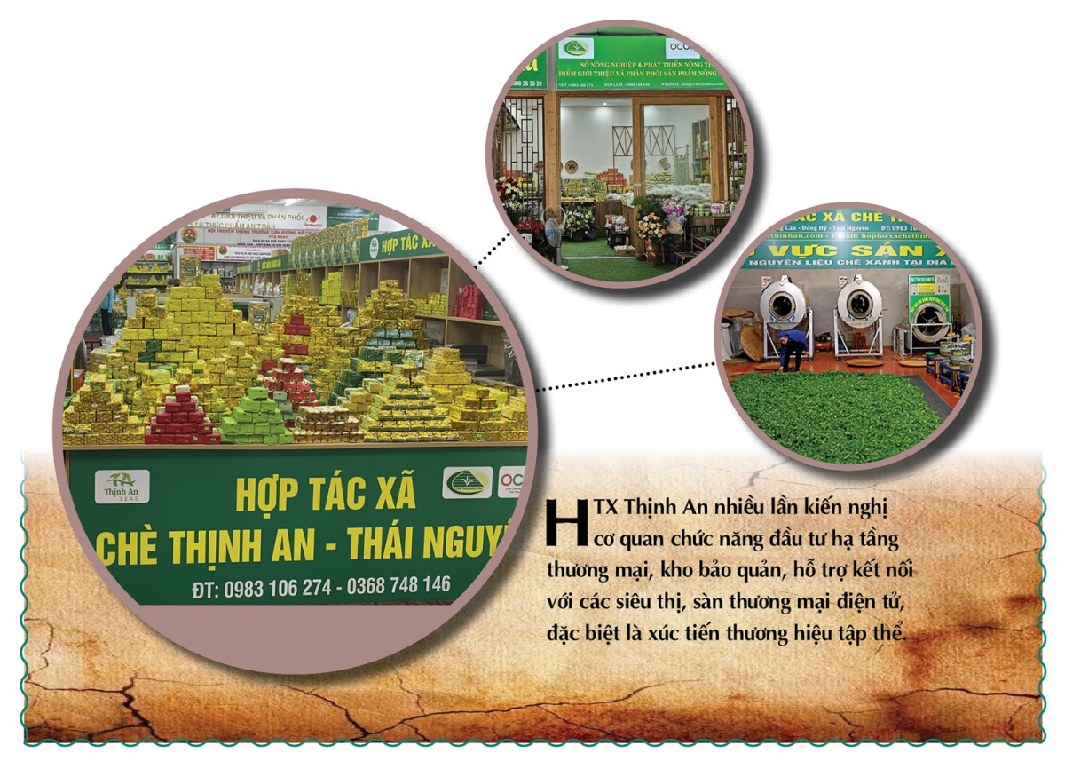 Longform | Chè Thịnh An: Thương hiệu được ‘chưng cất’ từ khát vọng vùng cao