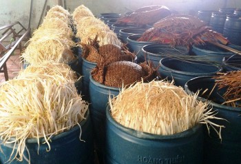 Nghệ An: Phát hiện 3.500 tấn giá đỗ nuôi 'siêu tốc' bằng 'hóa chất'