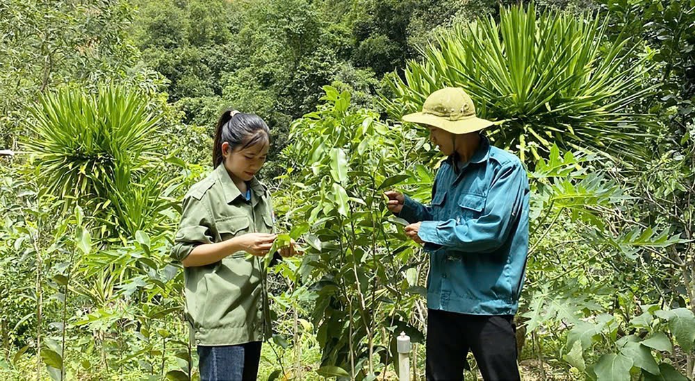 mô hình chuyển đổi sinh kế cho đồng bào dân tộc thiểu số, bao gồm trồng dược liệu mô hình chuyển đổi sinh kế cho đồng bào dân tộc thiểu số, bao gồm trồng dược liệu