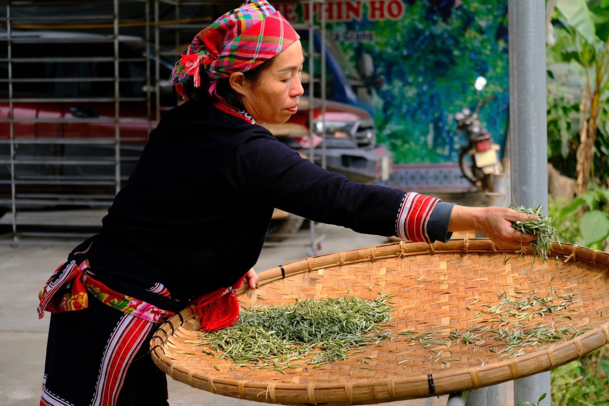 Chè Shan tuyết xã Phìn Hồ. Chè Shan tuyết xã Phìn Hồ.