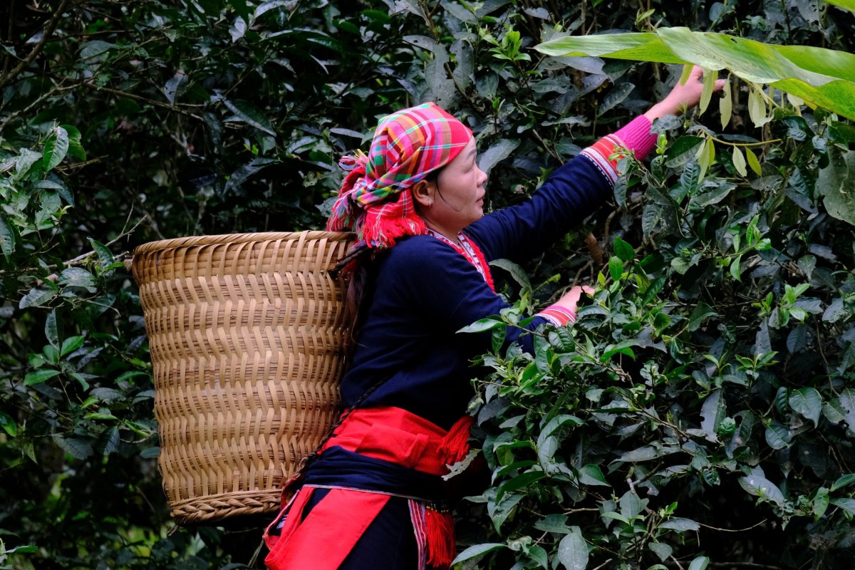 Chè Shan tuyết xã Phìn Hồ. Chè Shan tuyết xã Phìn Hồ.