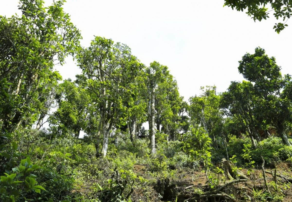 “Vàng xanh” giúp đồng bào Tủa Chùa thoát nghèo bền vững “Vàng xanh” giúp đồng bào Tủa Chùa thoát nghèo bền vững