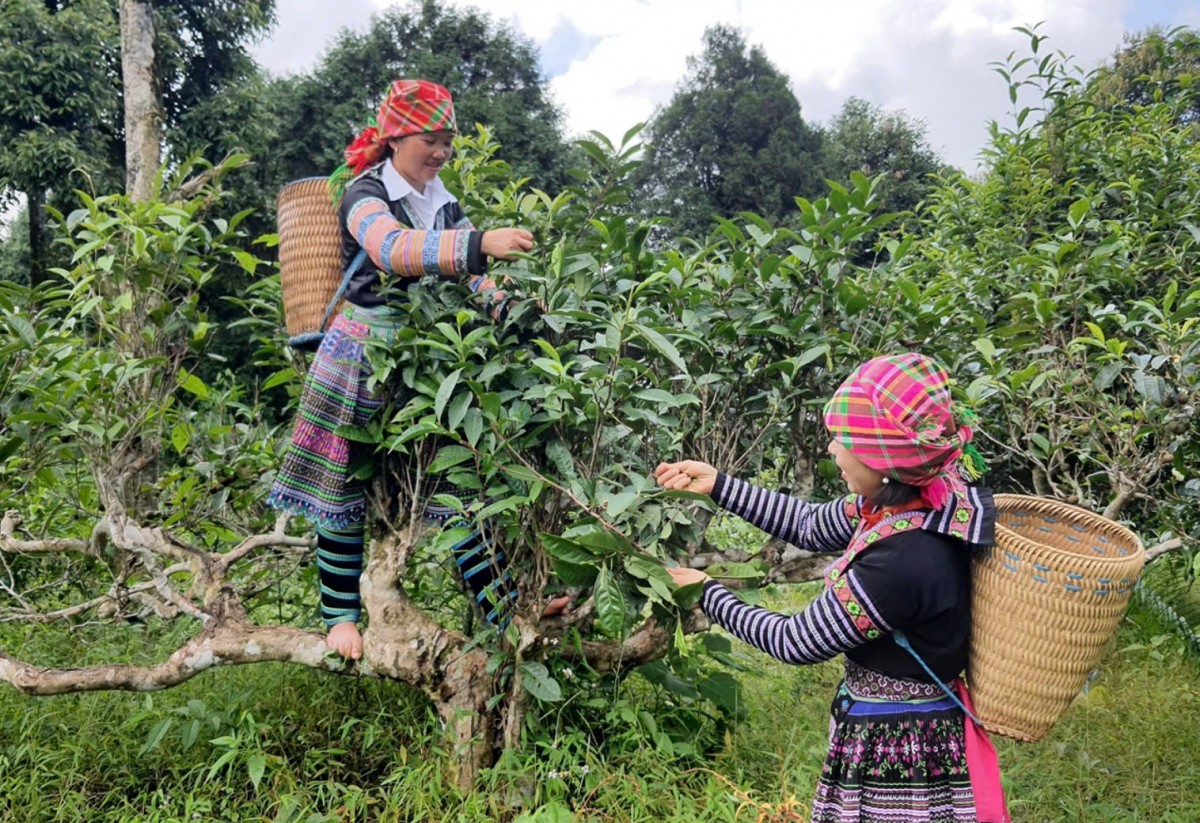 “Vàng xanh” giúp đồng bào Tủa Chùa thoát nghèo bền vững “Vàng xanh” giúp đồng bào Tủa Chùa thoát nghèo bền vững