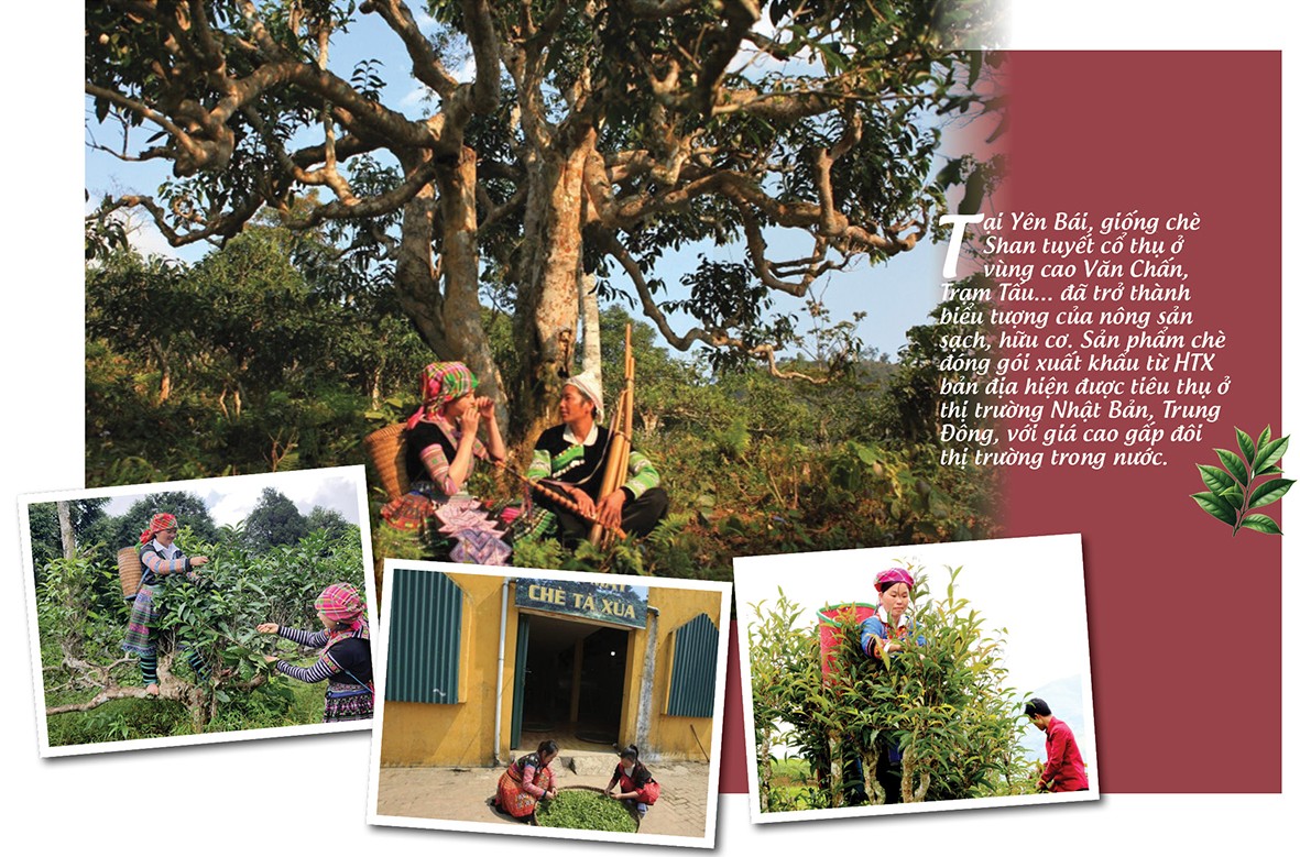 Longform | Nông sản vùng cao ‘chạm’ giấc mơ toàn cầu Longform | Nông sản vùng cao ‘chạm’ giấc mơ toàn cầu