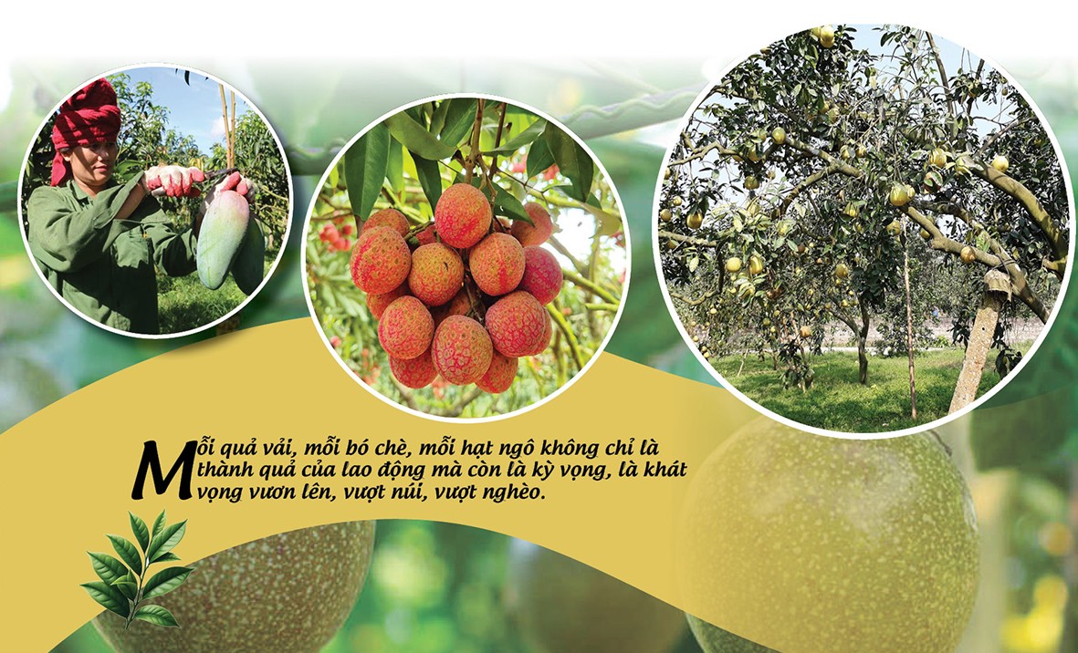 Longform | Nông sản vùng cao ‘chạm’ giấc mơ toàn cầu Longform | Nông sản vùng cao ‘chạm’ giấc mơ toàn cầu