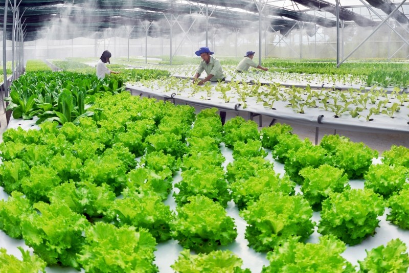 trồng rau trong nhà kính tự động đã tạo sức hút đặc biệt với cộng đồng và giới chuyên gia