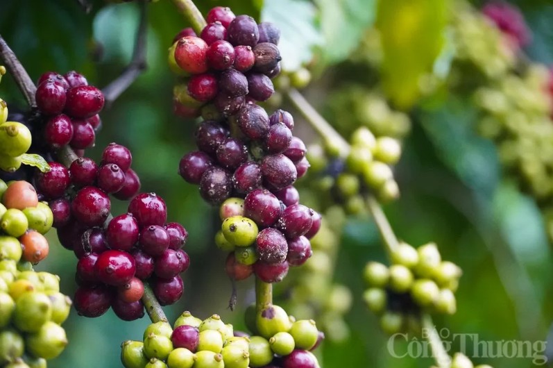 Giá xuất khẩu cà phê sang Thái Lan lập kỷ lục