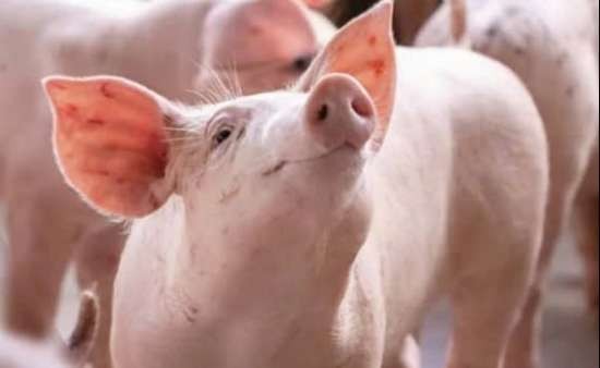 Giá heo hơi hôm nay 23/4/2025: Cả nước cao nhất 76.000 đồng/kg