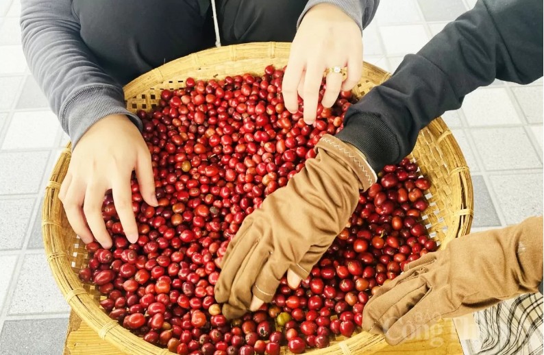 Giá cà phê Arabica tăng 2,96% lên 8.325 USD/tấn