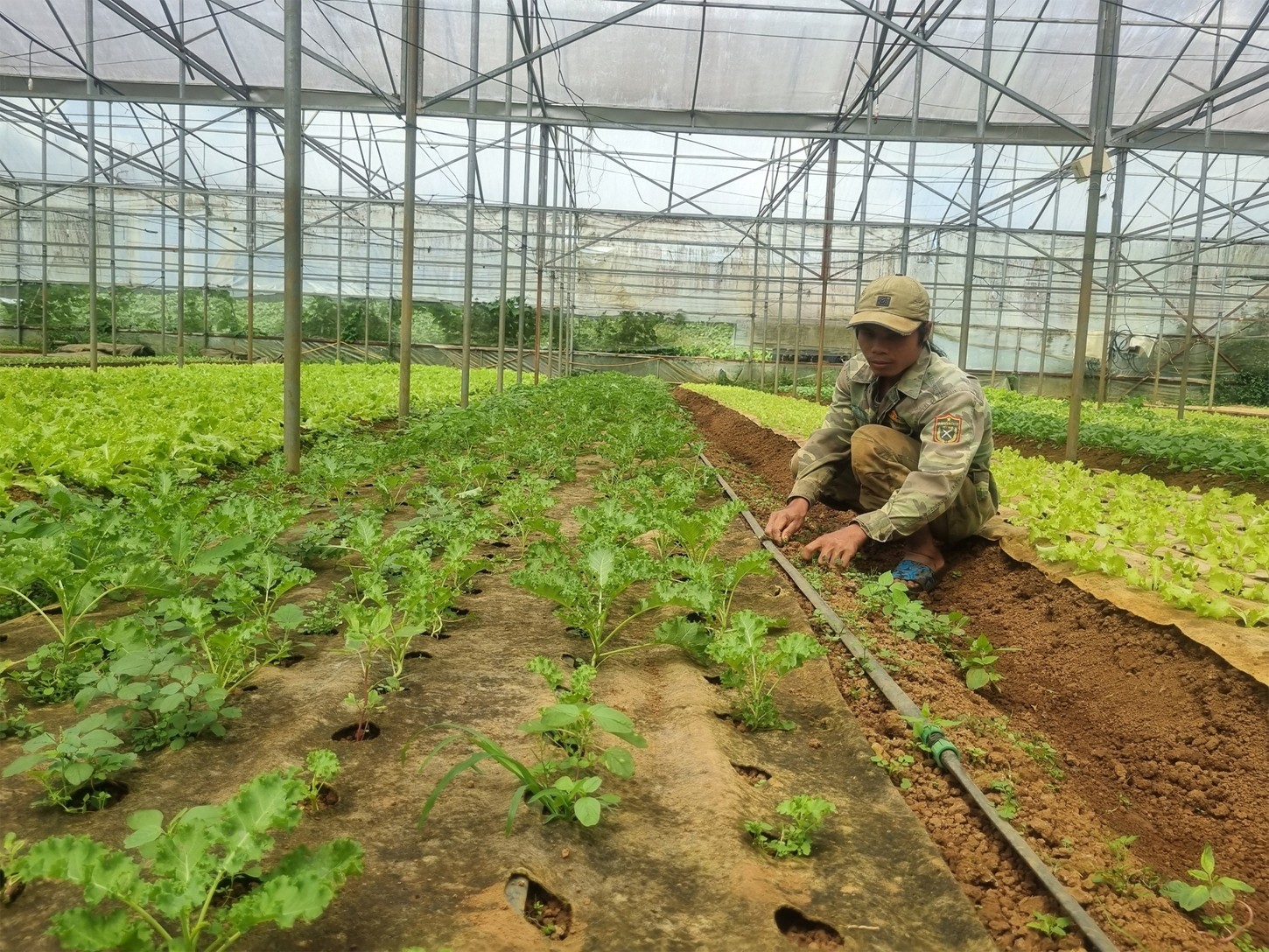 Đồng bào dân tộc thiểu số làm giàu từ nông sản sạch