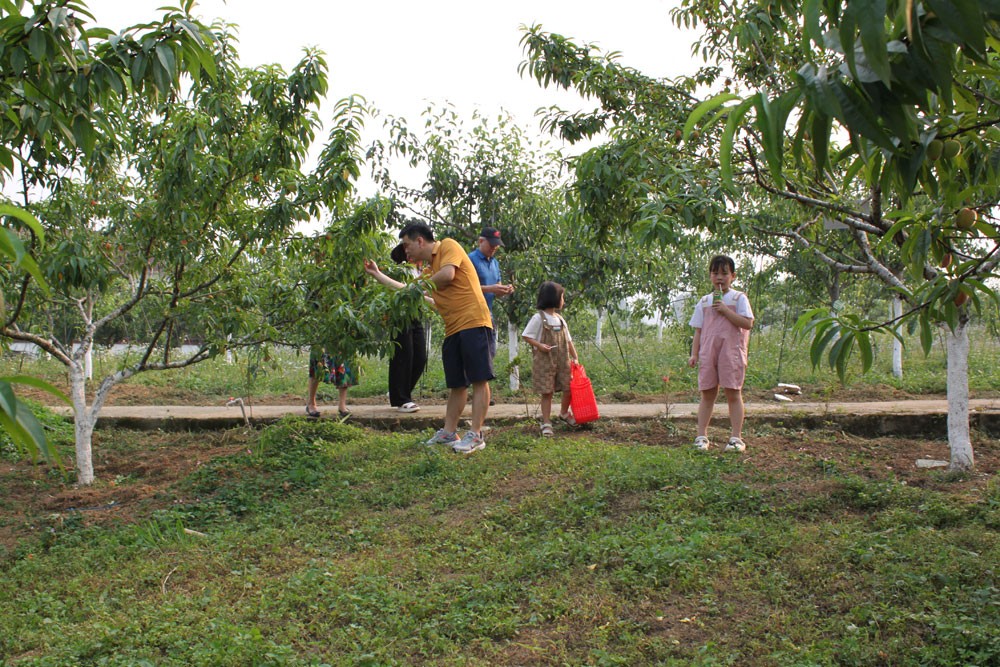 vùng cao Bắc Hà vào mùa thu hoạch Đào Pháp
