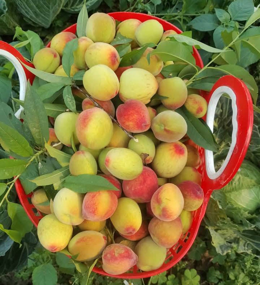 Đào mất mùa, ít quả nên chủ yêu là quả đào chọn, đào ngố mẫu mã đẹp, thơm ngon, giá thành ổn định