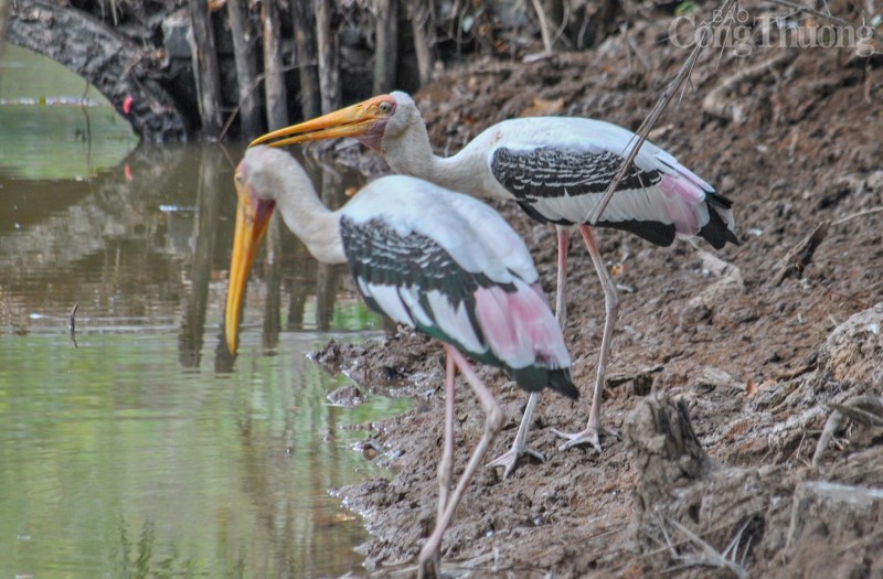 Rừng tràm Trà Sư vẻ đẹp của thiên nhiên ban tặng Rừng tràm Trà Sư vẻ đẹp của thiên nhiên ban tặng