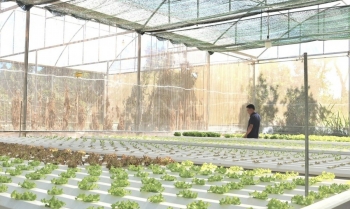 Người dân nông thôn thu lợi từ trồng rau thuỷ canh