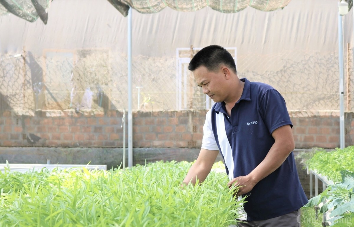 Trồng rau thuỷ canh ở làng - công nghệ len lỏi đất nông