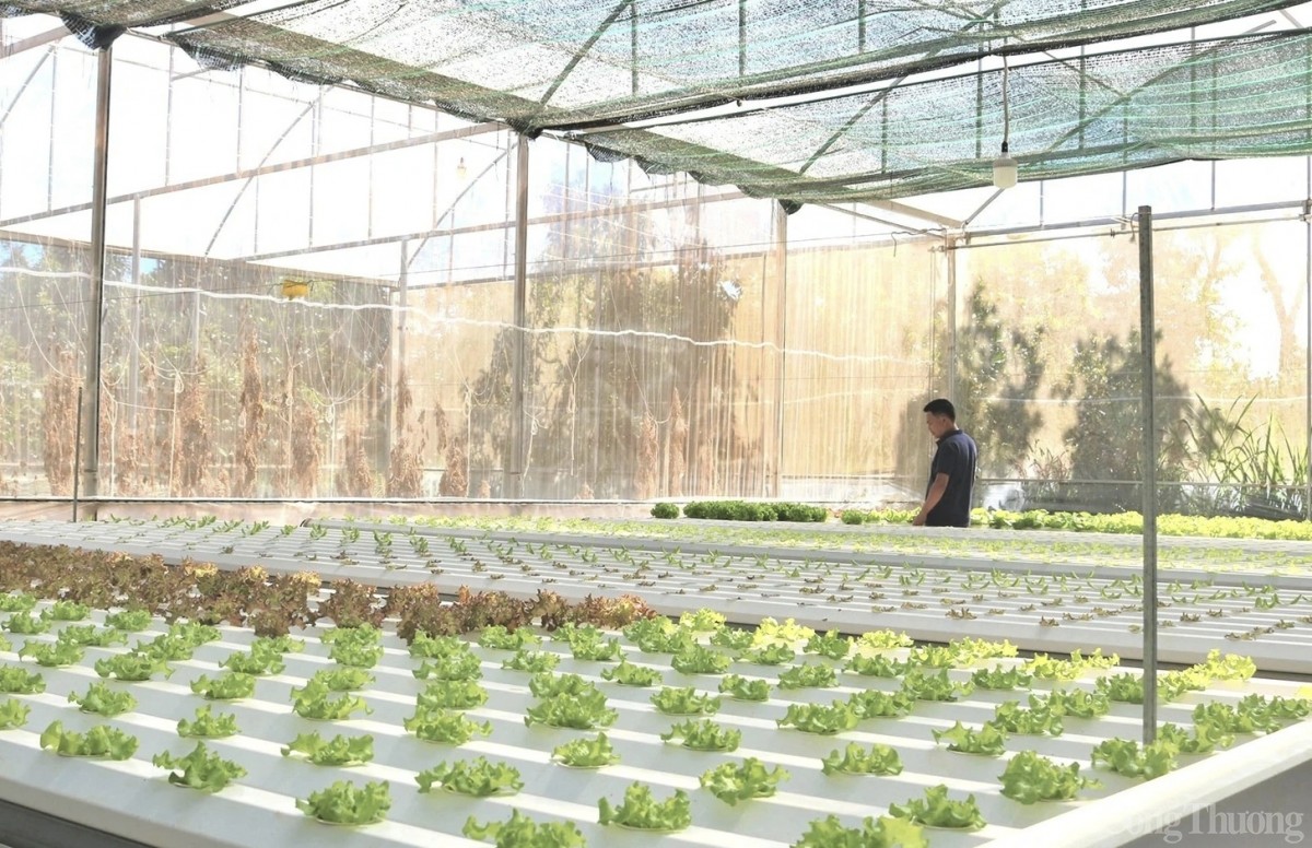 Trồng rau thuỷ canh ở làng - công nghệ len lỏi đất nông