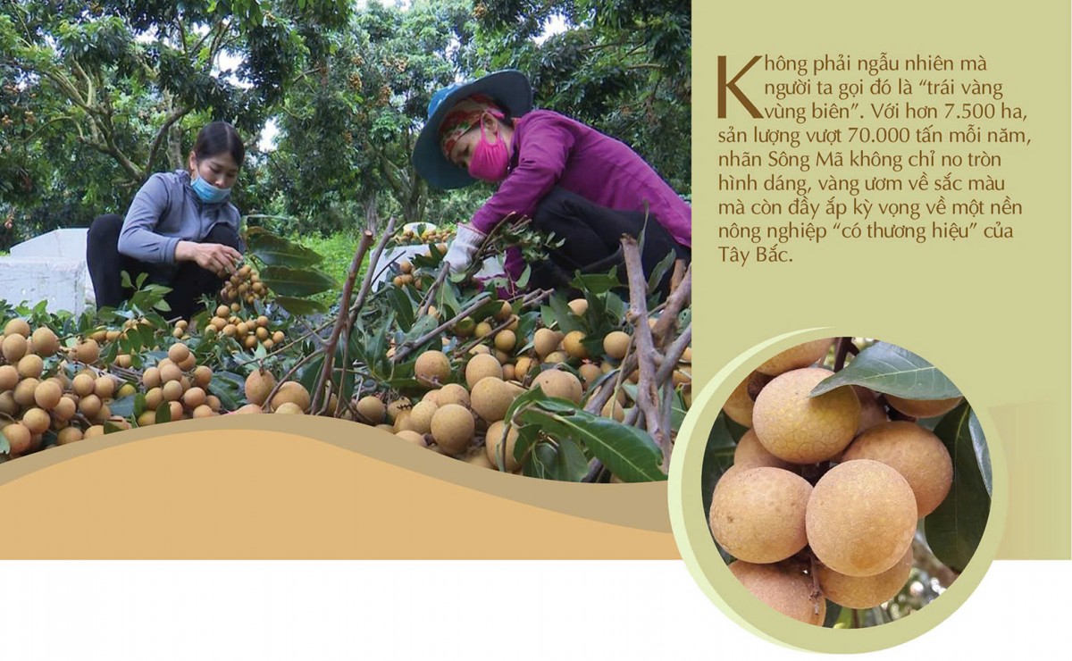 Longform | Nhãn Sông Mã: Trái vàng trên đỉnh non cao