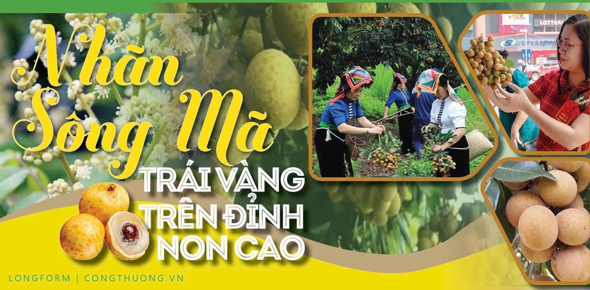 Longform | Nhãn Sông Mã: Trái vàng trên đỉnh non cao Longform | Nhãn Sông Mã: Trái vàng trên đỉnh non cao