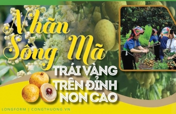 Longform | Nhãn Sông Mã: Trái vàng trên đỉnh non cao