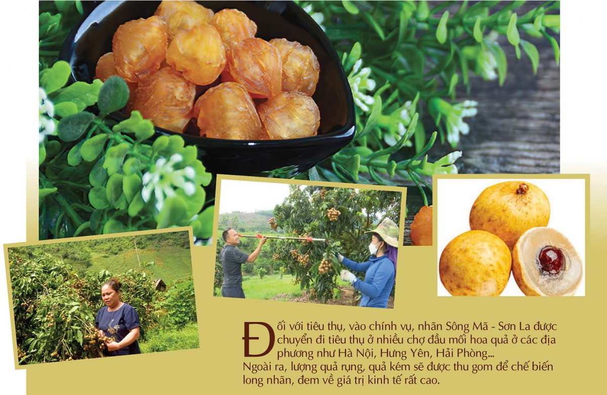 Longform | Nhãn Sông Mã: Trái vàng trên đỉnh non cao