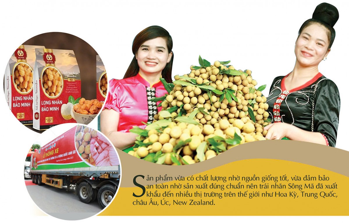 Longform | Nhãn Sông Mã: Trái vàng trên đỉnh non cao