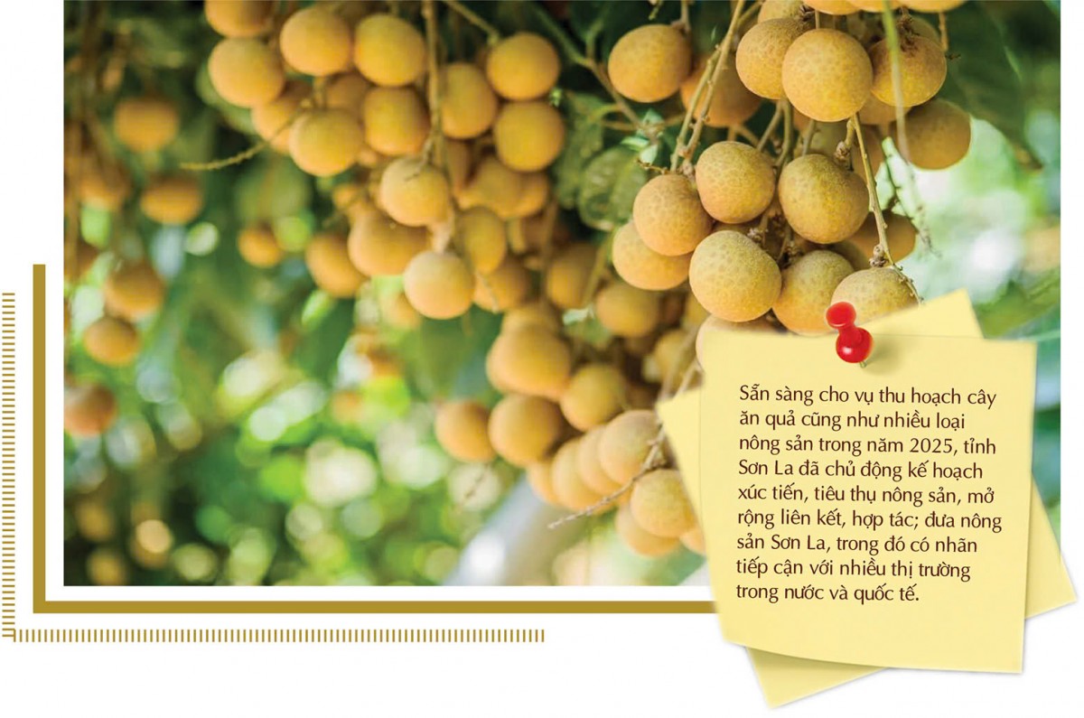 Longform | Nhãn Sông Mã: Trái vàng trên đỉnh non cao