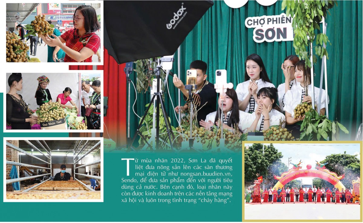 Longform | Nhãn Sông Mã: Trái vàng trên đỉnh non cao