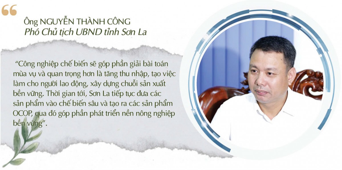 Longform | Nhãn Sông Mã: Trái vàng trên đỉnh non cao