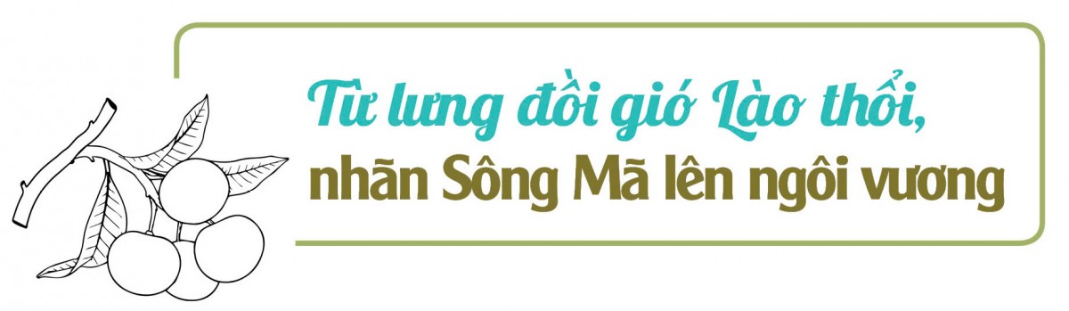 Longform | Nhãn Sông Mã: Trái vàng trên đỉnh non cao Longform | Nhãn Sông Mã: Trái vàng trên đỉnh non cao