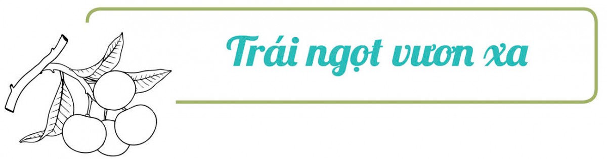 Longform | Nhãn Sông Mã: Trái vàng trên đỉnh non cao Longform | Nhãn Sông Mã: Trái vàng trên đỉnh non cao