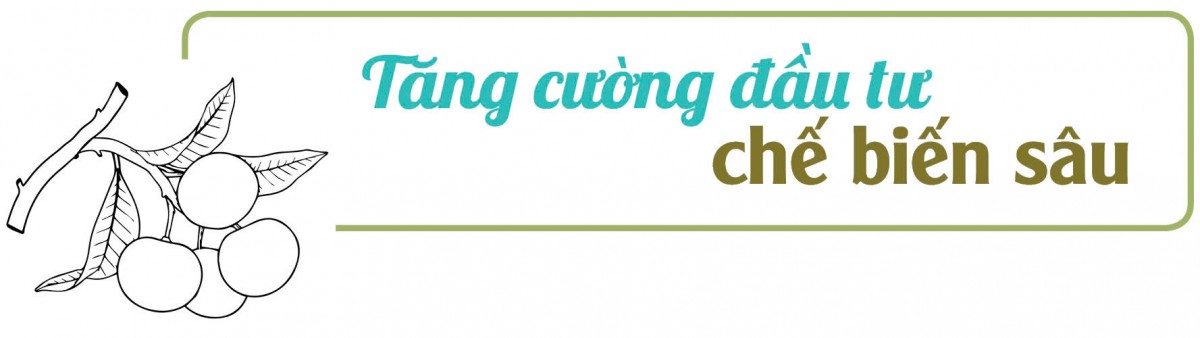 Longform | Nhãn Sông Mã: Trái vàng trên đỉnh non cao Longform | Nhãn Sông Mã: Trái vàng trên đỉnh non cao