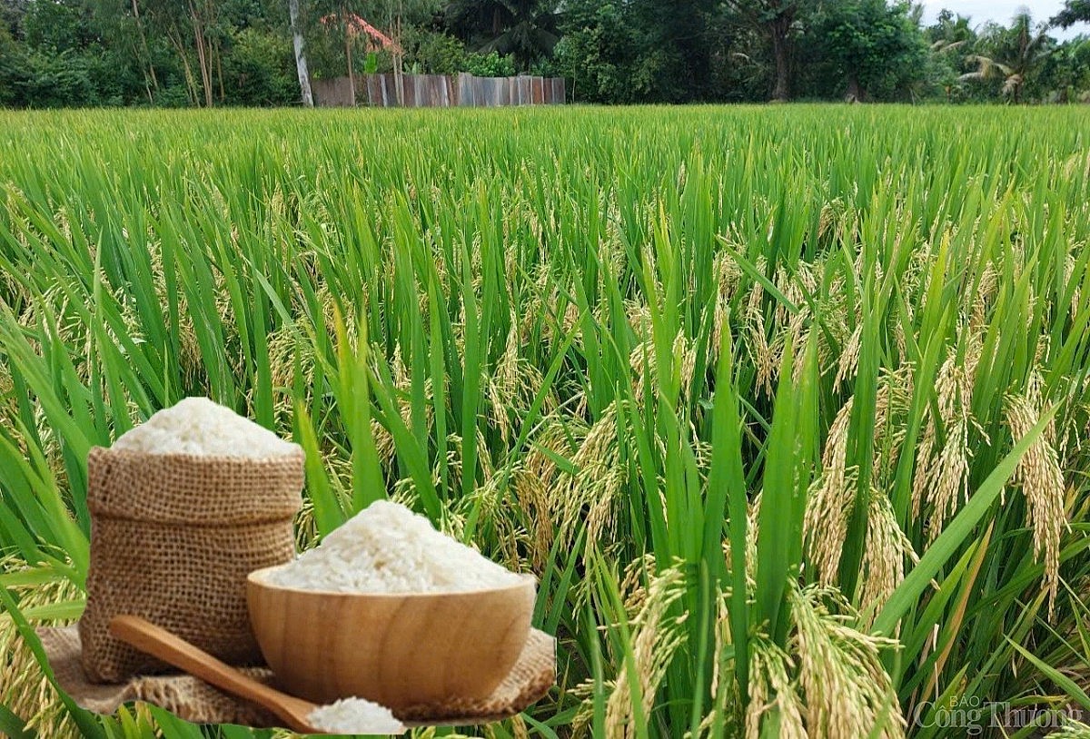 Giá lúa gạo hôm nay ngày 27/4 và tuần qua gạo giảm
