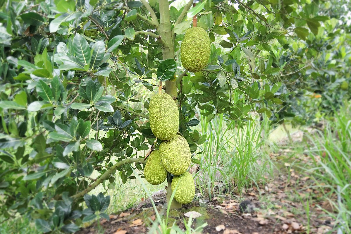 Mô hình trồng mít Thái hiệu quả nhờ NPK Cà Mau Mô hình trồng mít Thái hiệu quả nhờ NPK Cà Mau