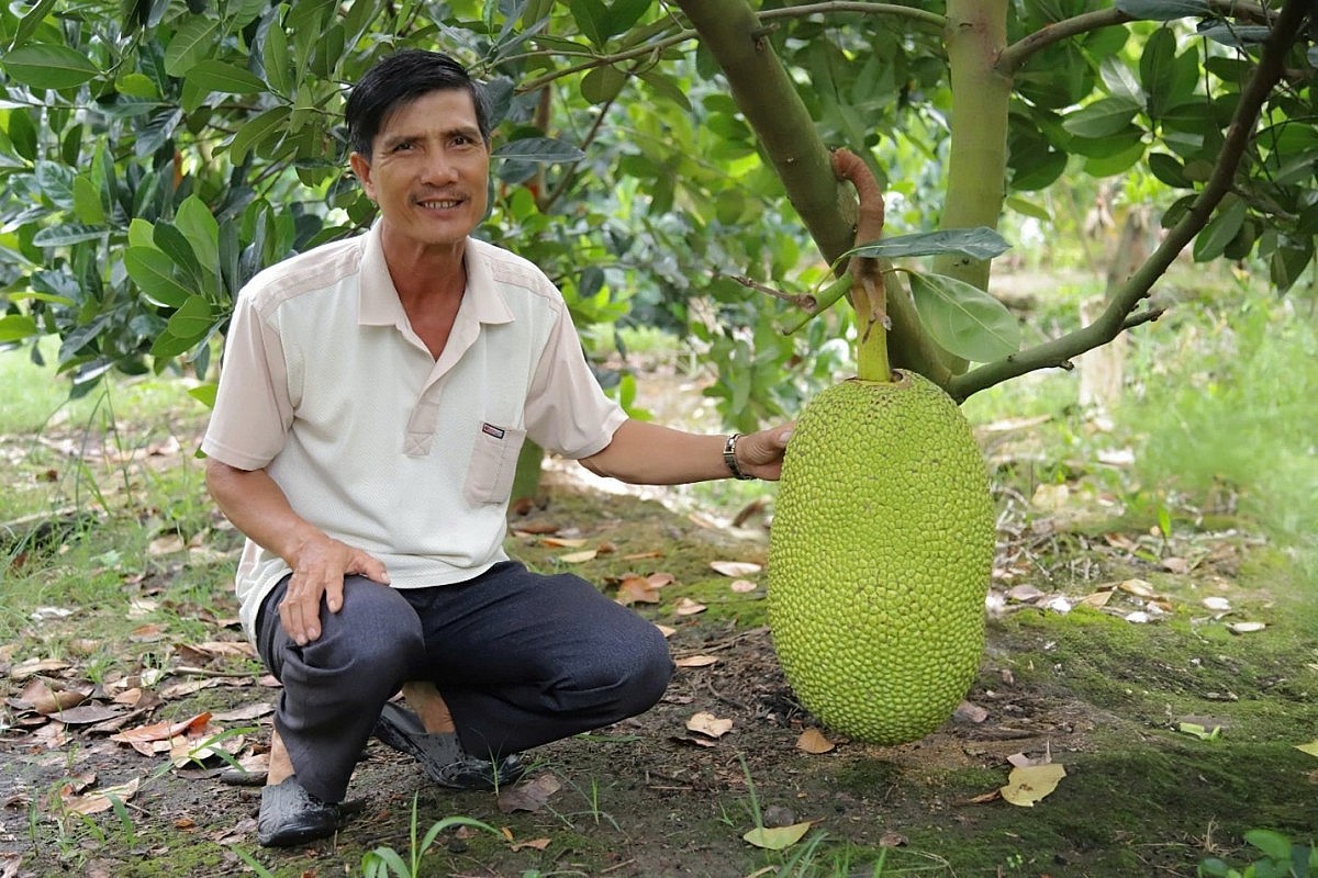 Mô hình trồng mít Thái hiệu quả nhờ NPK Cà Mau Mô hình trồng mít Thái hiệu quả nhờ NPK Cà Mau