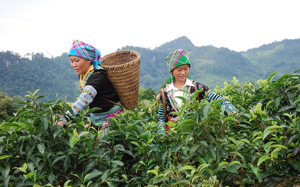 Bản làng Yên Bái bừng sáng với những mùa vàng xuất khẩu