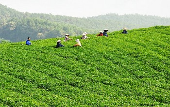 Chè Tân Thành và giấc mơ ‘thoát nghèo’ cho người vùng cao