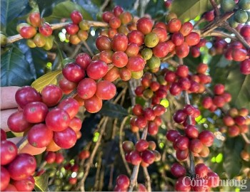 Giá cà phê Robusta chốt ở mức 5.126 USD/tấn