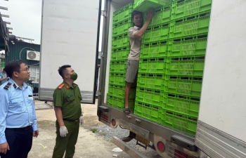 Hà Nội tạm giữ hơn 18 tấn gà đông lạnh không rõ nguồn gốc