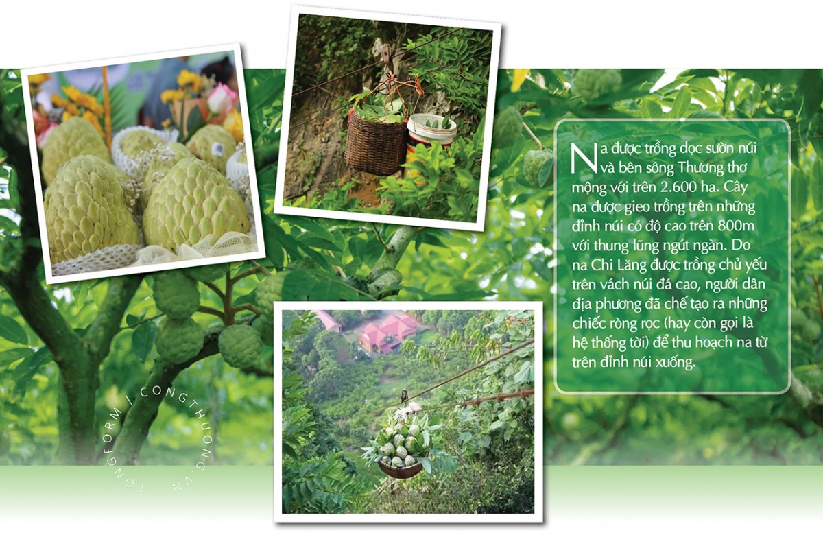 Longform | Để nông sản miền núi không còn ‘lỡ hẹn’ những mùa vàng Longform | Để nông sản miền núi không còn ‘lỡ hẹn’ những mùa vàng