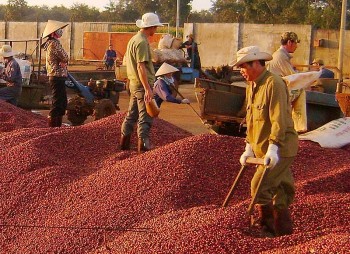 Giá cà phê Arabica quay đầu tăng lên mức 8.835 USD/tấn
