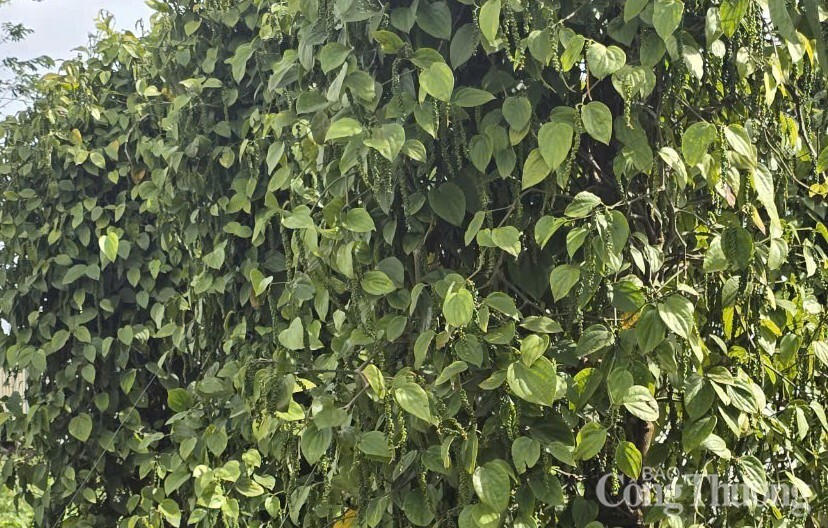 Giá tiêu hôm nay 2/5/2025, trong nước