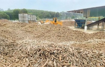 Việt Nam xuất khẩu hơn 1,1 triệu tấn sắn sang Trung Quốc