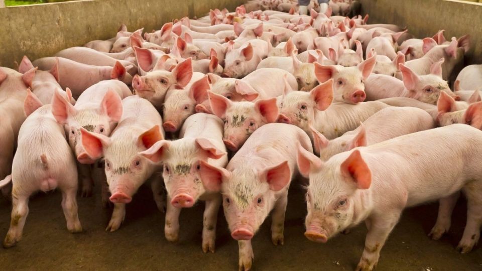 Giá heo hơi hôm nay 4/5/2025: Cao nhất còn 74.000 đồng/kg Giá heo hơi hôm nay 4/5/2025: Cao nhất còn 74.000 đồng/kg