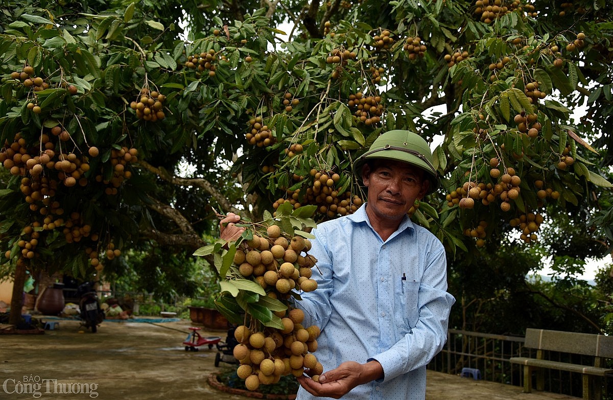 Sơn La: Gieo hạt liên kết, gặt mùa tiêu thụ