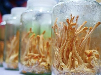 Bà con dân tộc thoát nghèo nhờ trồng nấm công nghệ