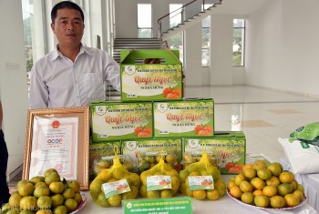 Sơn La: Gieo hạt liên kết, gặt mùa tiêu thụ