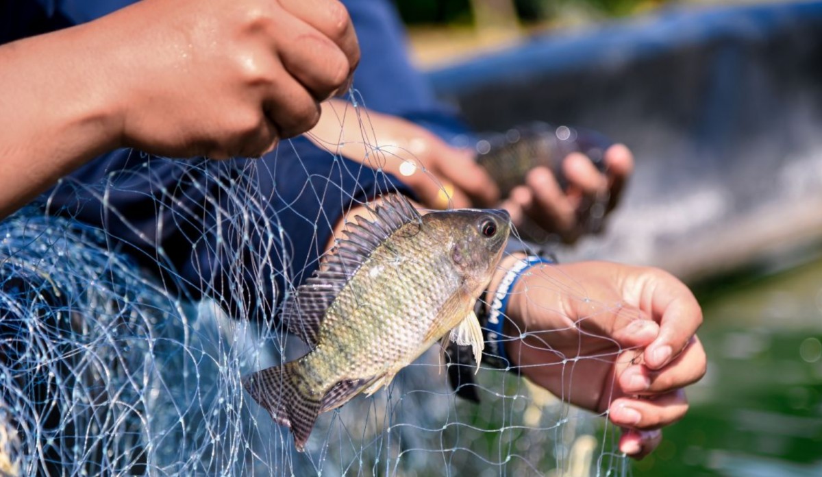 Brazil gỡ lệnh cấm, cá rô phi Việt Nam xuất khẩu