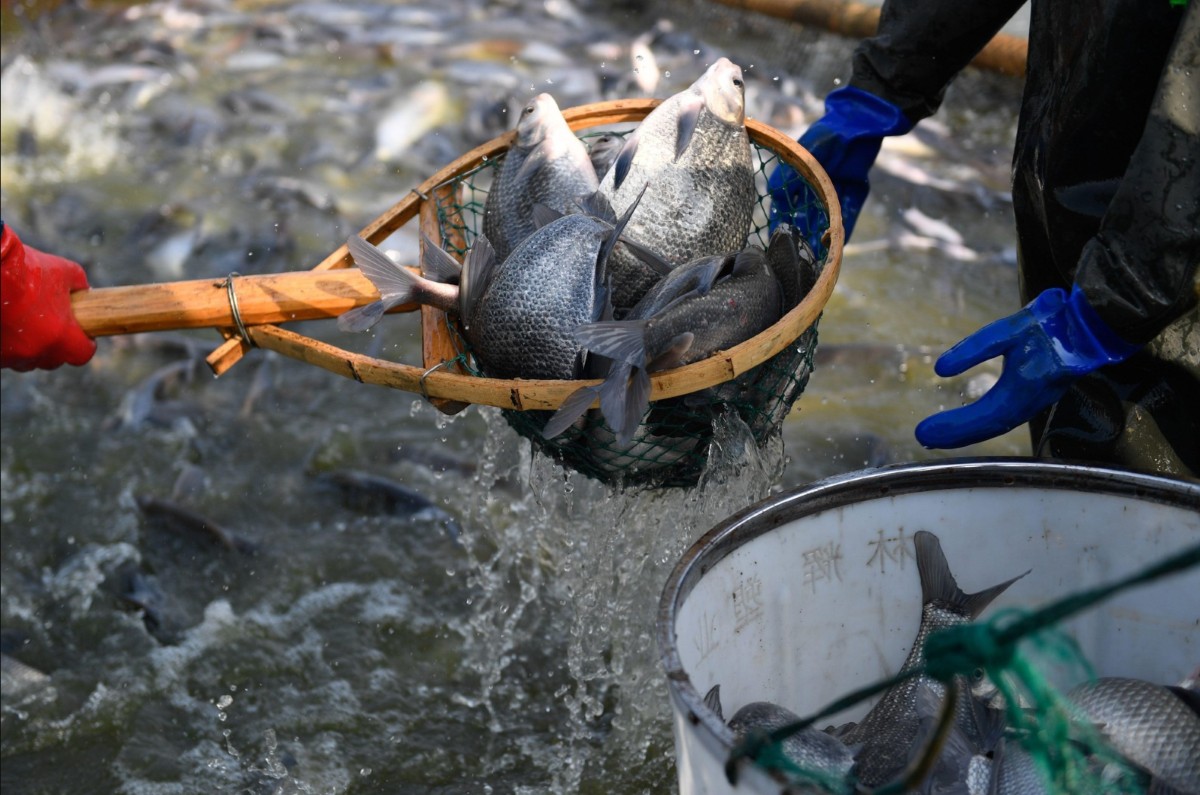Brazil gỡ lệnh cấm, cá rô phi Việt Nam xuất khẩu