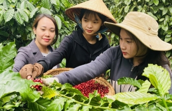 Chất lượng tốt, cà phê Robusta Việt Nam được nhiều thị trường ưa chuộng